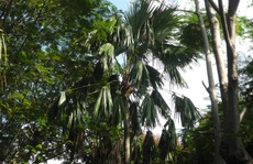 Đong buông, đong be