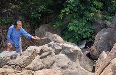 Di dời đàn khỉ quý hiếm do cụ bà chăm sóc về tự nhiên