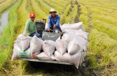 Nông dân lo gạo rớt giá