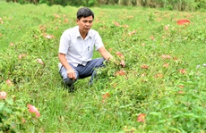 Phục hồi cây sâm báo, thêm cơ hội đổi đời