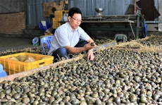 Thắng đậm nhờ cho ốc lác 'ngủ vùi'