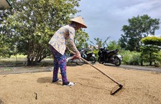 Cà Mau chỉ đạo 'nóng' vụ hàng ngàn tấn lúa ST 24, ST 25 tồn đọng