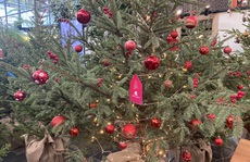 Chi hàng chục triệu đồng nhập cây thông tươi từ châu Âu về trang trí Noel