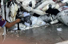Công an Bình Dương bắt 2 xe chở chất thải
