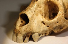 Sốc: “Quái vật” tuyệt chủng Madagascar nhiều đặc điểm giống người