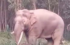 CLIP: Phát hoảng khi voi ngà lệch đi dạo quanh bìa rừng Đồng Nai ngày cuối năm