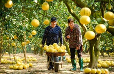 Thủ phủ bưởi Diễn tất bật thu hoạch phục vụ Tết