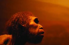 Phát hiện cực sốc trong hang “loài người ma” 230.000 tuổi