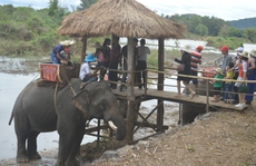 Hơn 2 triệu USD để bảo vệ voi không bị hành hạ, cõng khách du lịch