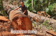 Cận cảnh cánh rừng ở Măng Đen bị tàn phá