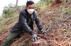Nhức nhối tái diễn tình trạng phá rừng lấn chiếm đất ở Lâm Đồng