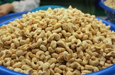 Bán 100 container điều sang Ý qua môi giới, doanh nghiệp lo gặp lừa đảo