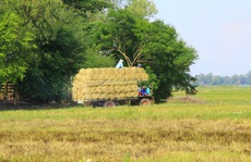 Ký ức mùi toóc, rơm khô