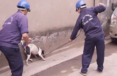 Hà Nội lập gần 600 đội bắt chó thả rông