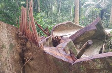 Khởi tố vụ phá rừng trái phép tại Khu bảo tồn thiên nhiên Bắc Hướng Hóa