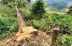 Điều tra vụ ngang nhiên phá rừng chiếm đất ở Lâm Đồng