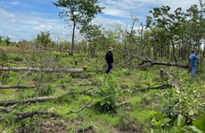 Rừng ở Đắk Lắk lại bị chặt phá