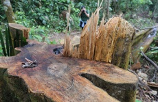 Yêu cầu Quảng Nam làm rõ vì sao rừng tự nhiên 'đột ngột' giảm 2.850 ha