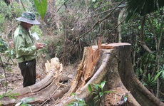 Quảng Nam đưa ra 5 lý do khiến 2.850 ha rừng tự nhiên 'biến mất' trong 1 năm
