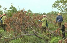 Chủ tịch tỉnh Đắk Lắk chỉ đạo xử lý nghiêm vụ phá rừng trên diện tích 300 ha
