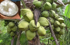 Trà Vinh nâng cấp chuỗi giá trị dừa