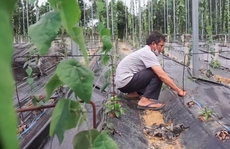 Kiếm tiền tỉ từ cây sương sâm