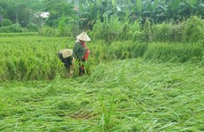 Quảng Bình: Nông dân điêu đứng vì gần 3.000 ha lúa vụ Đông - Xuân bị đổ rạp, lên mộng