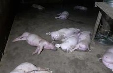 Sét đánh chết 12 con heo của một gia đình ở Hà Tĩnh