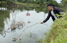 Lập đoàn kiểm tra nguyên nhân cá chết hàng loạt trên sông Bàu Giang