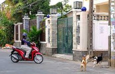 Chó thả rông không là chuyện nhỏ