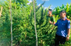 Bắt giữ đối tượng trồng xen canh 662 cây cần sa