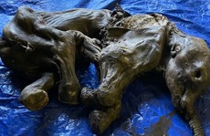 Canada: Phát hiện xác ướp ma mút 30.000 tuổi như mới chết hôm qua