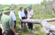 Kỷ luật 2 cán bộ liên quan vụ phá rừng lớn nhất Đắk Lắk