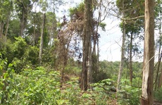 Làm rõ việc gia đình nguyên bí thư huyện thâu tóm 115 ha đất rừng