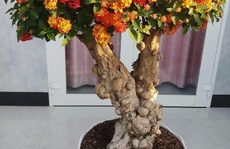 Biến cây dại thành bonsai bạc triệu