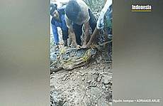 CLIP Thi thể ngư dân trong bụng cá sấu dài 8 m