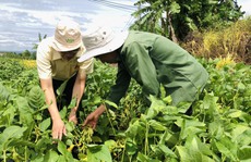 Đánh giá 1.533 nguồn gien đậu nành quý ở Đắk Nông