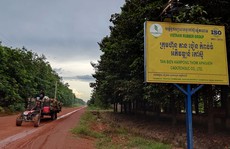 Sang Campuchia trồng cao su: Bắt đầu có lãi