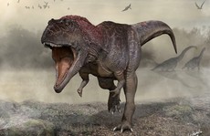 Đào được loài khủng long khổng lồ chưa từng thấy trên thế giới