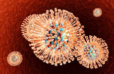 Virus thủy đậu kết hợp virus bệnh tình dục kích hoạt bệnh nan y khác