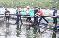 Sống trên 'biển bạc' vẫn chưa thoát nghèo (*): Nuôi công nghiệp - giải pháp bền lâu