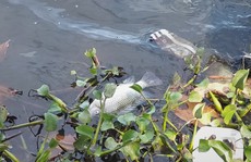 CLIP: Cá chết kéo dài, bốc mùi hôi thối ở hồ Nước Chè