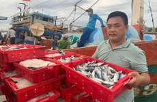 Tàu cá ở Quảng Bình thu 2,5 tỉ đồng nhờ trúng đậm cá nục sau 20 ngày ra khơi