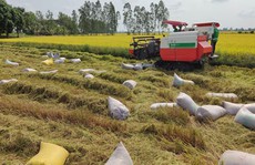 Động thái mới của Ấn Độ và cơ hội cho gạo Việt