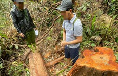 Vụ phá rừng khủng khiếp ở Kon Tum: Tạm giữ 3 đối tượng