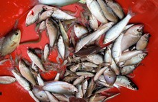 Đánh bắt đồng xa mùa nước nổi ở miền Tây