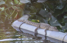 Xác minh nghi vấn cá sấu xuất hiện ở Đông Hà