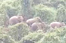 CLIP: Đàn voi rừng mập mạp xuất hiện ở Quảng Nam