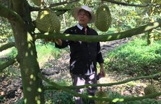 Nhà vườn sầu riêng ăn Tết rủng rỉnh nhờ thị trường Trung Quốc