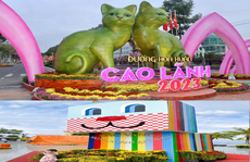 Độc đáo mèo ốp lá sen ở Đồng Tháp, mèo rô-bốt tại Phú Quốc